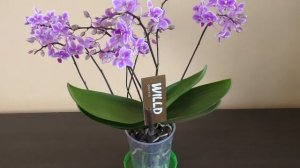 МОИ НОВЫЕ ОРХИДЕИ ЭКВЕСТРИС | Phalaenopsis equestris (variation) | Equestris Wild pink