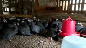 Цесарка бройлерная французская вывод 09.05.19