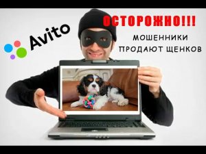 ДИАЛОГ С МОШЕННИКОМ ИЗ АВИТО ❗ МОШЕННИКИ ПРОДАЮТ ЩЕНКОВ НА АВИТО. КАК МОШЕННИКИ ПРОДАЮТ ЩЕНКОВ