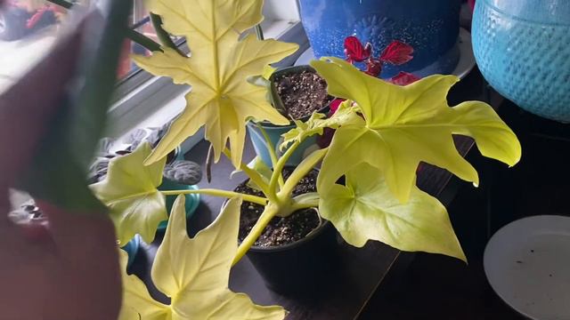 Plant Shopping🪴 - Philodendron Xanadu Lime Gold and Iresine Herbstii Blood leaf 🌿🌿 смотреть онлайн