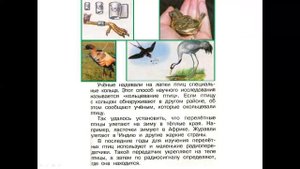 1кл.Окр.мир.Где зимуют птицы