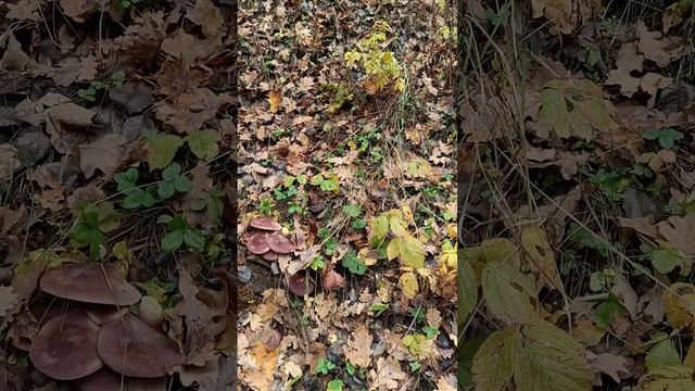 нашел красивые грибы смотреть онлайн