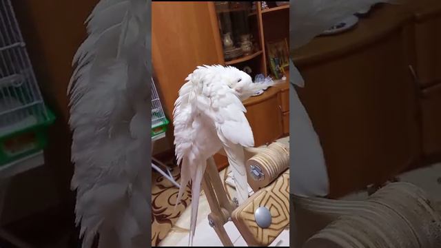 красавец риччи