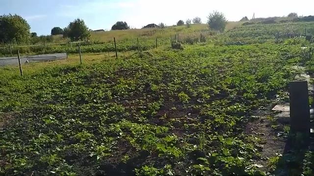 Планировка двора в деревне. Покупка новых растений. #планировка,#планировкадвора,#новыерастения.