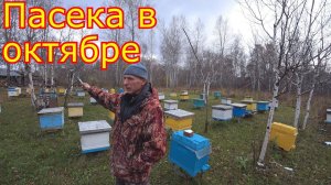 В октябре на пасеке. Отводки Карника Пешетц. Наши медоносы