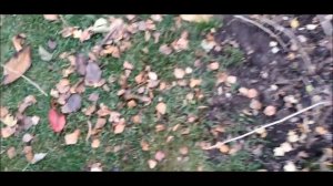 Крыжовник обрезка  и размножение осенью. Подготовка к зиме