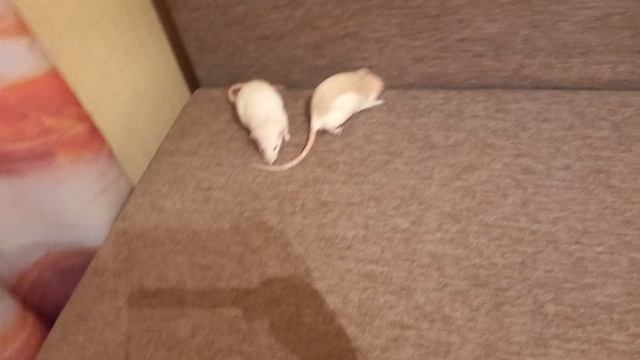 факты о крысах смотреть онлайн