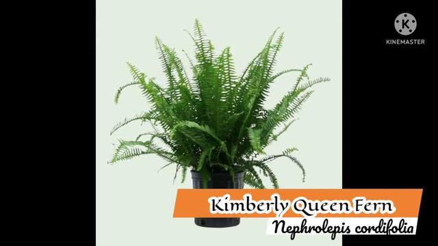 25 Low-Light Indoor Plants That Thrive In Near Darkness/ 25 plantas de interior con poca luz