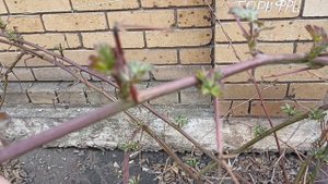 КАК ЕЖЕВИКА ПЕРЕНОСИТ СУРОВУЮ ЗИМУ???