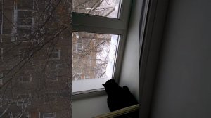 Крякающий кот РЖАКА