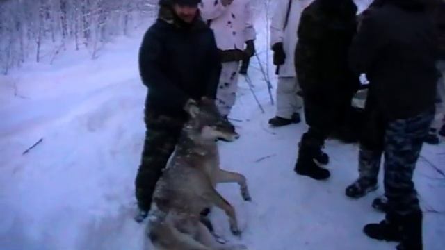 Охота на волка итог Любимский район, 2 дня гоняли. смотреть онлайн