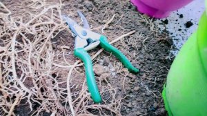 Rootbound and Repotting.. 🌱🌱