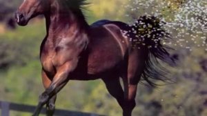 МОЙ КОНЬ под исполнение Шерон ден Адель группа «Within Temptation»