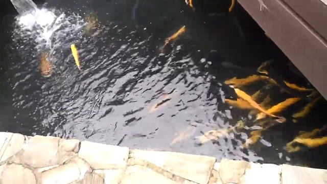 Форель на Красной поляне смотреть онлайн