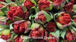 Tulipán Rococo Double - Florea.cz