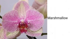 Орхидея ФАЛЕНОПСИС | ОПРЕДЕЛИТЕЛЬ СОРТА | Orchid Phalaenopsis. Qualifier of a grade. орхидеи orchid