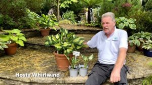 Rewela Hostas looks At Hosta Whirlwind