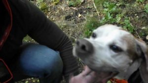 Охота на вальдшнепа с английским сеттером EDO od RACE и английским пойнтером Gotier de Landa Gori