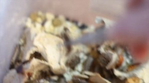 ЧЕМ КОРМИТЬ ЭУБЛЕФАРА?КАК ЧАСТО И КЕМ КОРМИТЬ ПЯТНИСТОГО ЭУБЛЕФАРА?ТАРАКАНЫ?!СВЕРЧКИ?!MY ANIMALS