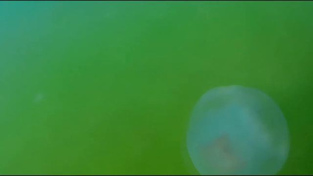 Медузы Черного моря, #отдых Железный порт