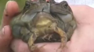 САМЫЕ НЕОБЫЧНЫЕ И СТРАННЫЕ ЖИВОТНЫЕ В МИРЕ. Топ 7 уникальных животных.