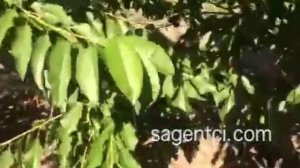Черешня на Всл 2 или Гизелле
