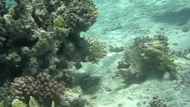 Eagle Ray - Marsa Nakari - Red Sea - Egypt