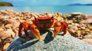 Кто такие Крабы? Интересные и Малоизвестные факты о Крабах! AnyWild ?