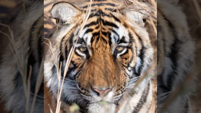 Слайд-шоу дикие животные смотреть онлайн