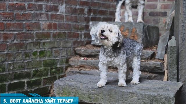 10 Самых КРАСИВЫХ Пород Собак в МИРЕ