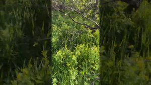 Как обрезать деревья, и обработать садовым варом.4