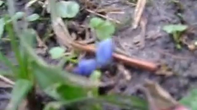 Природа шокируетю. Подснежники в январе смотреть онлайн