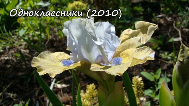 Карликовые ирисы Сергея Локтева
