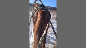 накормил, напоил коня и поехал в лес за дровами, лошади тебенюют дома, рабочий день в лесу