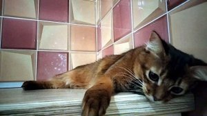 Котенок Сомалийской породы продажа