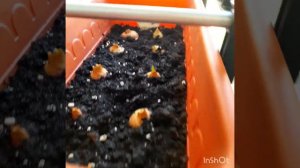 КАК УСКОРИТЬ ВСХОДЫ ЛУКА?!/почему лук севок не всходит?#луксевок #лук