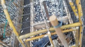 Ловля птиц на клетку. Ловля птиц на западок. Синицы и самец юрка.