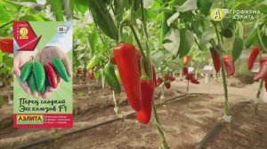 Семена: Аэлита Перец сладкий Эксклюзив F1 - Дачные уроки профессора Мамедова