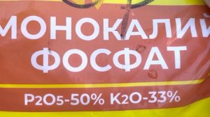 Как заставить королевскую пеларгонию обильно цвести