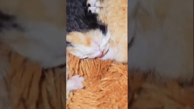 very cute kitten #shorts #short #shortvideo #viral #kitten смотреть онлайн