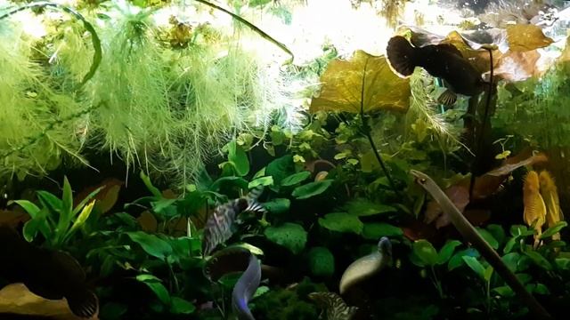 Карликовый змееголов Чана Гачуа Роял Блю | Содержание | аквариумистика БЕСТ ФИШ смотреть онлайн