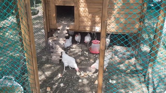 Аномальная жара 2020 и куры несушки на даче смотреть онлайн