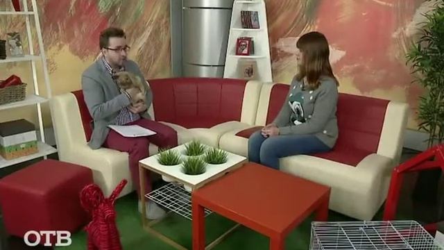 Знакомство с питомцами: правда и мифы о вислоухих кроликах (17.09.15) смотреть онлайн