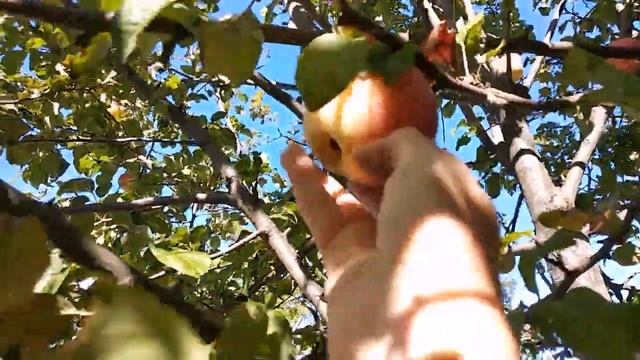 ДАЧА#ХРИЗАНТЕМЫ#ПЕРЦЫ#ТОМАТЫ смотреть онлайн