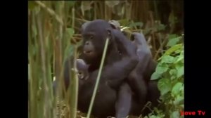 Bonobo Monkey Breeds M ating In Love And Playing With His Wife