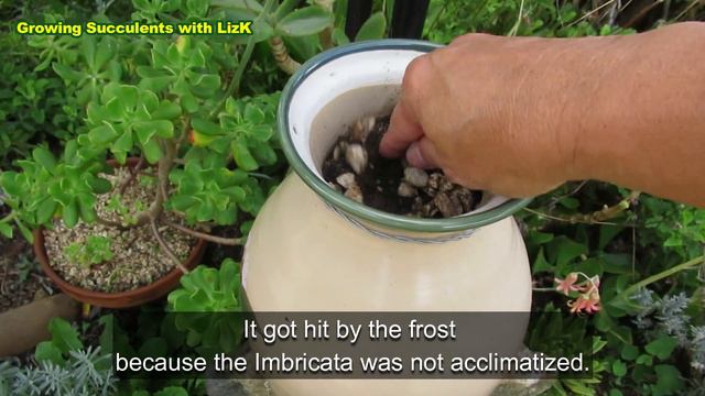 (Eng Sub) TAGALOG - How to GROW FAST lots of Ghost plant | GSwLK смотреть онлайн