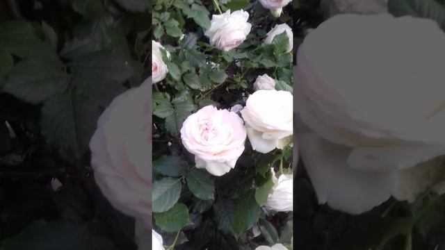 Роза Пьер де ронсард. Июнь 2020 год . первое цветение. смотреть онлайн