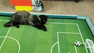 ⚽ ?Чемпионат мира среди котят. Черный котенок - Линда