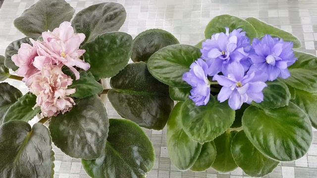 Поливаємо фіалкі правильно в міжсезоння| Як треба поливати фіалкі смотреть онлайн