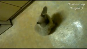 Говорящие коты. Лучшая подборка №13